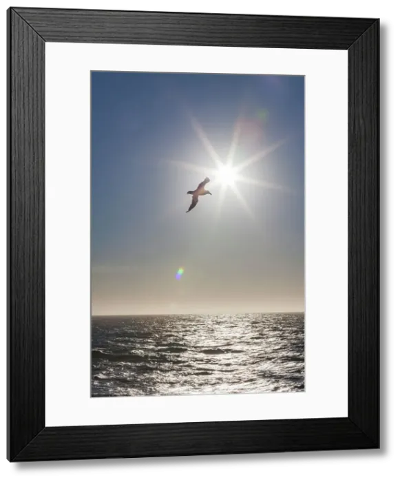 Framed Print : Southern giant petrel (Macronectes giganteus) in flight against the sun near South Georgia, Southern Ocean, Polar Regions Framed Print : Southern giant petrel (Macronectes giganteus) in flight against the sun near South Georgia, Southern Ocean, Polar Regions