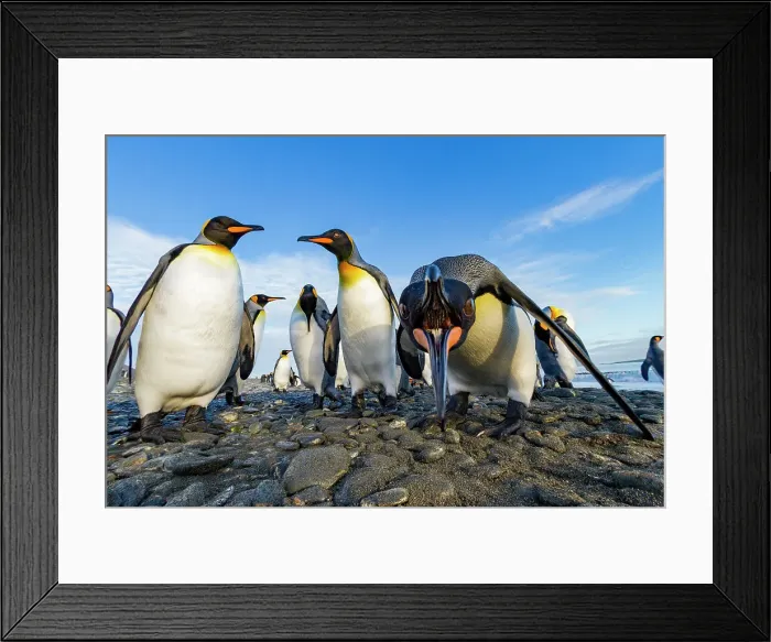 Framed Print : King penguin (Aptenodytes patagonicus) breeding and nesting colony at Salisbury Plain in the Bay of Isles, South Georgia, Southern Ocean, Polar Regions Framed Print : King penguin (Aptenodytes patagonicus) breeding and nesting colony at Salisbury Plain in the Bay of Isles, South Georgia, Southern Ocean, Polar Regions