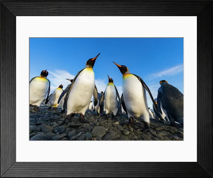 Framed Print : King penguin (Aptenodytes patagonicus) breeding and nesting colony at Salisbury Plain in the Bay of Isles, South Georgia, Southern Ocean, Polar Regions