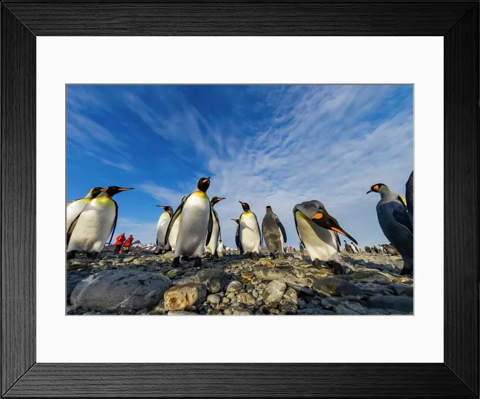 Framed Print : King penguin (Aptenodytes patagonicus) breeding and nesting colony at Salisbury Plain in the Bay of Isles, South Georgia, Southern Ocean, Polar Regions