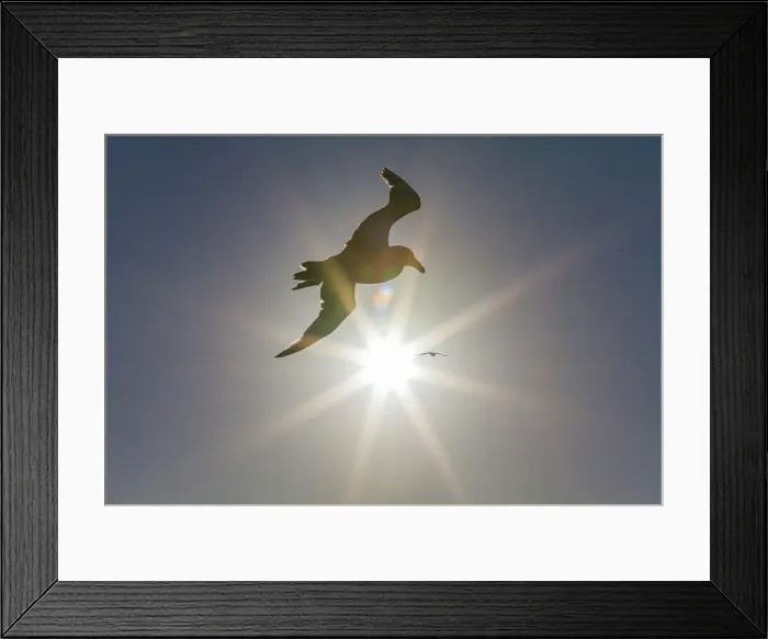 Framed Print : Southern giant petrel (Macronectes giganteus) in flight against the sun near South Georgia, Southern Ocean, Polar Regions Framed Print : Southern giant petrel (Macronectes giganteus) in flight against the sun near South Georgia, Southern Ocean, Polar Regions