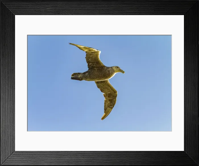 Framed Print : Southern giant petrel (Macronectes giganteus) in flight against the sun near South Georgia, Southern Ocean, Polar Regions Framed Print : Southern giant petrel (Macronectes giganteus) in flight against the sun near South Georgia, Southern Ocean, Polar Regions