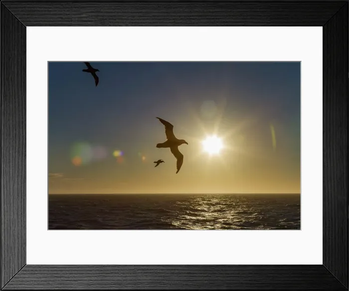 Framed Print : Southern giant petrel (Macronectes giganteus) in flight against the sun near South Georgia, Southern Ocean, Polar Regions Framed Print : Southern giant petrel (Macronectes giganteus) in flight against the sun near South Georgia, Southern Ocean, Polar Regions
