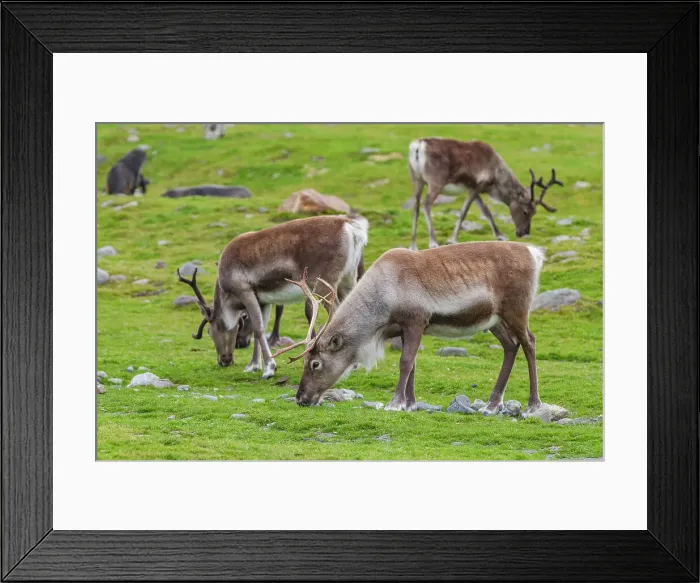 Framed Print : A small group of introduced reindeer (Rangifer tarandus) before eradication in Stromness Bay, South Georgia, Polar Regions