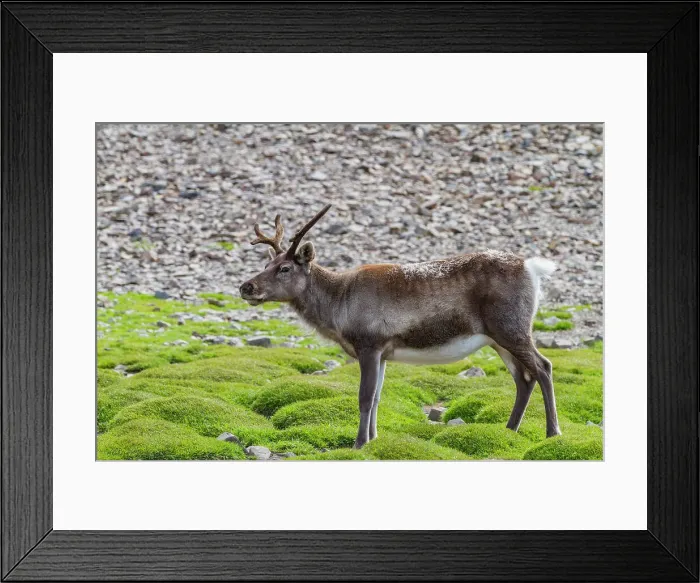 Framed Print : A small group of introduced reindeer (Rangifer tarandus) before eradication in Stromness Bay, South Georgia, Polar Regions Framed Print : A small group of introduced reindeer (Rangifer tarandus) before eradication in Stromness Bay, South Georgia, Polar Regions