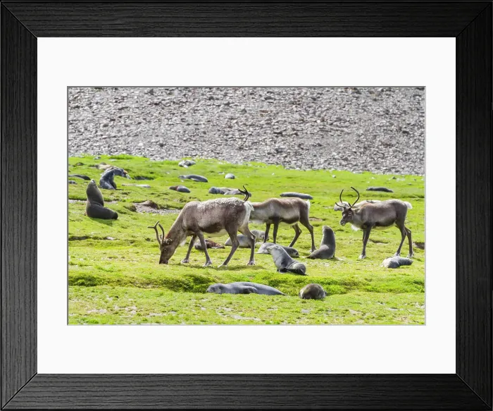 Framed Print : A small group of introduced reindeer (Rangifer tarandus) before eradication in Stromness Bay, South Georgia, Polar Regions Framed Print : A small group of introduced reindeer (Rangifer tarandus) before eradication in Stromness Bay, South Georgia, Polar Regions