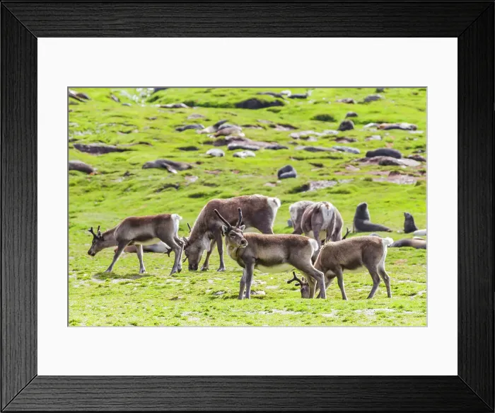 Framed Print : A small group of introduced reindeer (Rangifer tarandus) before eradication in Stromness Bay, South Georgia, Polar Regions