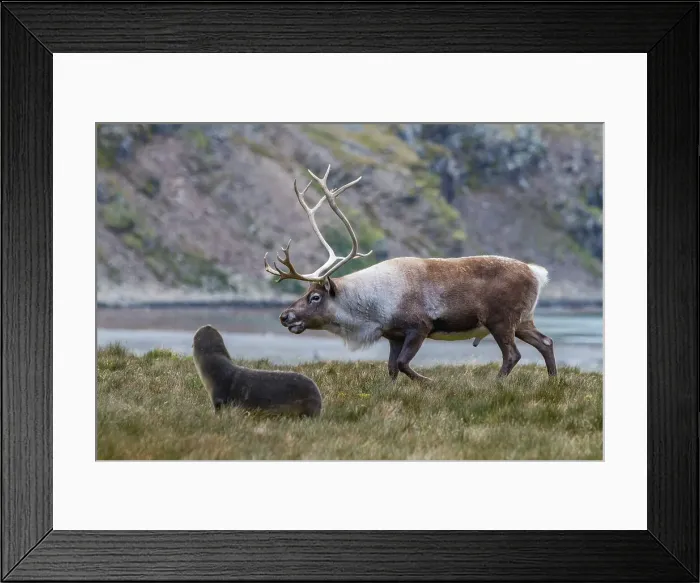 Framed Print : An adult bull introduced reindeer (Rangifer tarandus) before eradication in Stromness Bay, South Georgia, Polar Regions