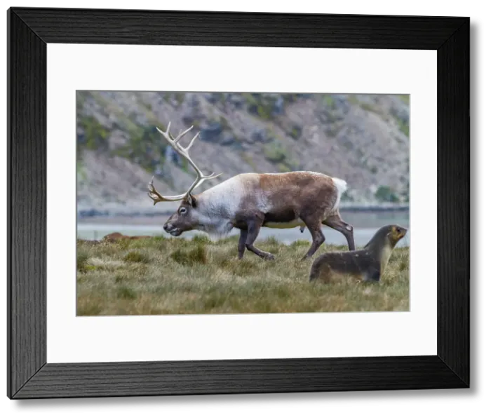 Framed Print : An adult bull introduced reindeer (Rangifer tarandus) before eradication in Stromness Bay, South Georgia, Polar Regions