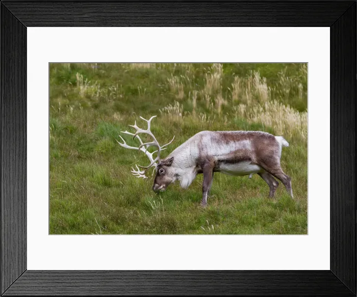Framed Print : An adult bull introduced reindeer (Rangifer tarandus) before eradication in Stromness Bay, South Georgia, Polar Regions