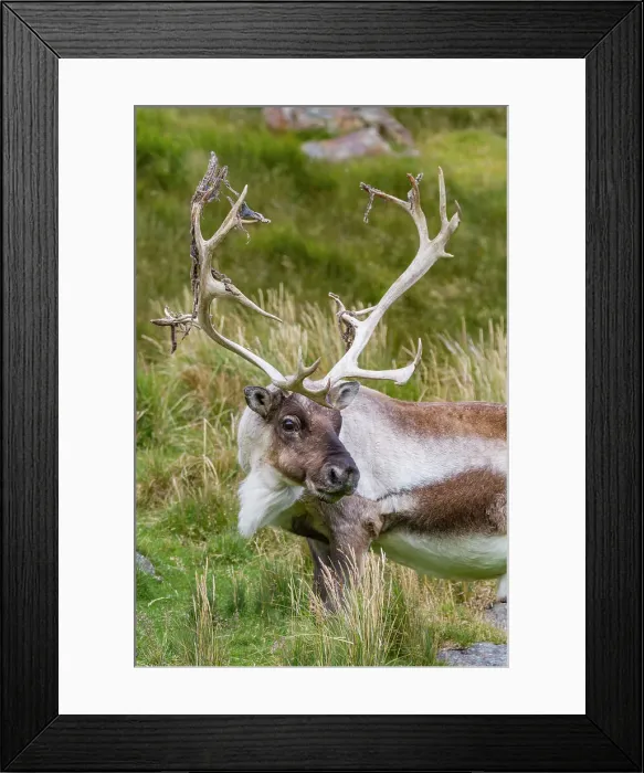 Framed Print : An adult bull introduced reindeer (Rangifer tarandus) before eradication in Stromness Bay, South Georgia, Polar Regions
