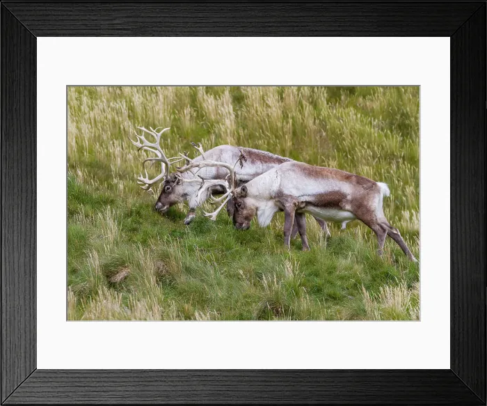 Framed Print : Adult bull introduced reindeer (Rangifer tarandus) before eradication in Stromness Bay, South Georgia, Polar Regions