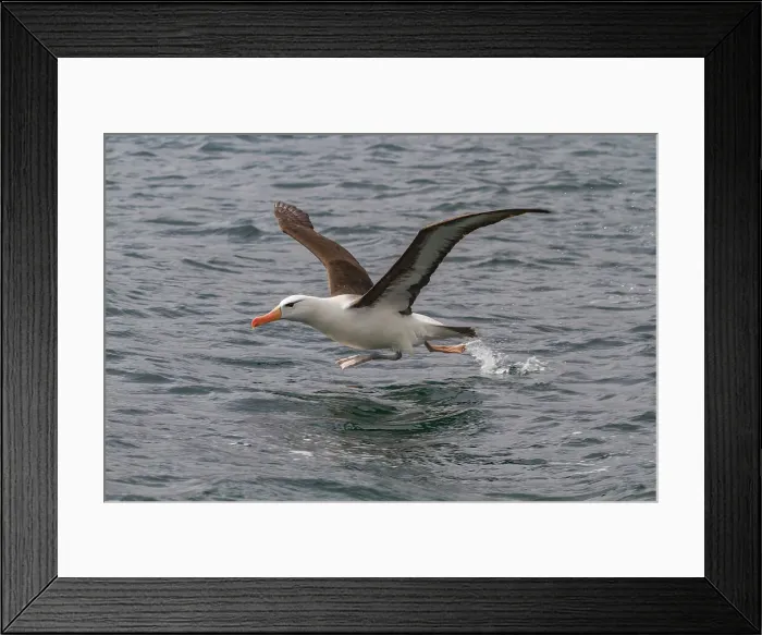 Framed Print : Adult black-browed albatross (Thalassarche melanophrys) in Elsehul on South Georgia, Southern Ocean, Polar Regions Framed Print : Adult black-browed albatross (Thalassarche melanophrys) in Elsehul on South Georgia, Southern Ocean, Polar Regions