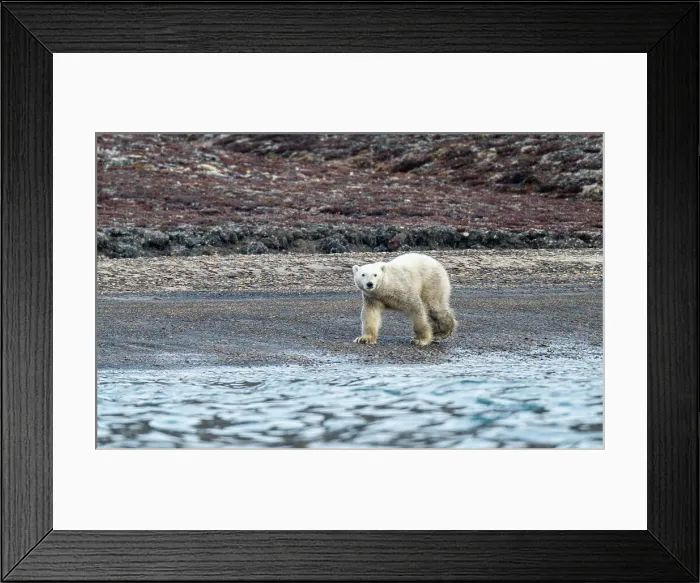 Framed Print : Polar bear (Ursus Maritimus) on Axel Heiberg island, Nunavut, Canadian Arctic, Canada, North America