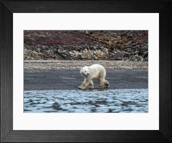 Framed Print : Polar bear (Ursus Maritimus) on Axel Heiberg island, Nunavut, Canadian Arctic, Canada, North America