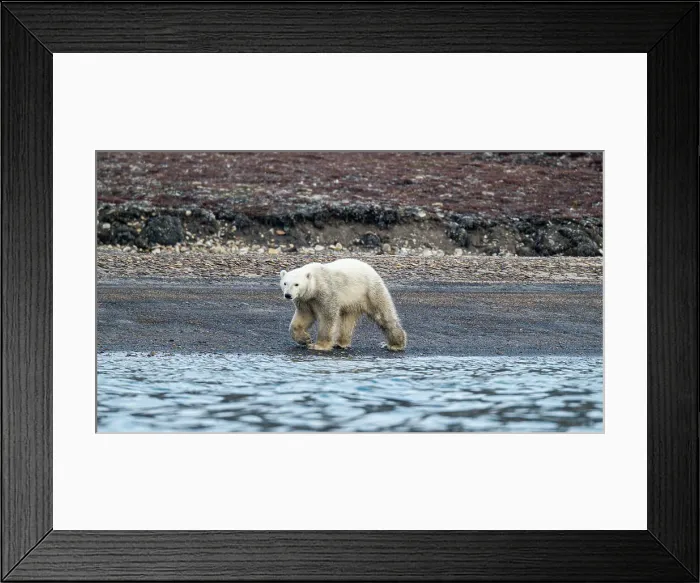 Framed Print : Polar bear (Ursus Maritimus) on Axel Heiberg island, Nunavut, Canadian Arctic, Canada, North America Framed Print : Polar bear (Ursus Maritimus) on Axel Heiberg island, Nunavut, Canadian Arctic, Canada, North America