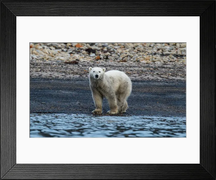 Framed Print : Polar bear (Ursus Maritimus) on Axel Heiberg island, Nunavut, Canadian Arctic, Canada, North America