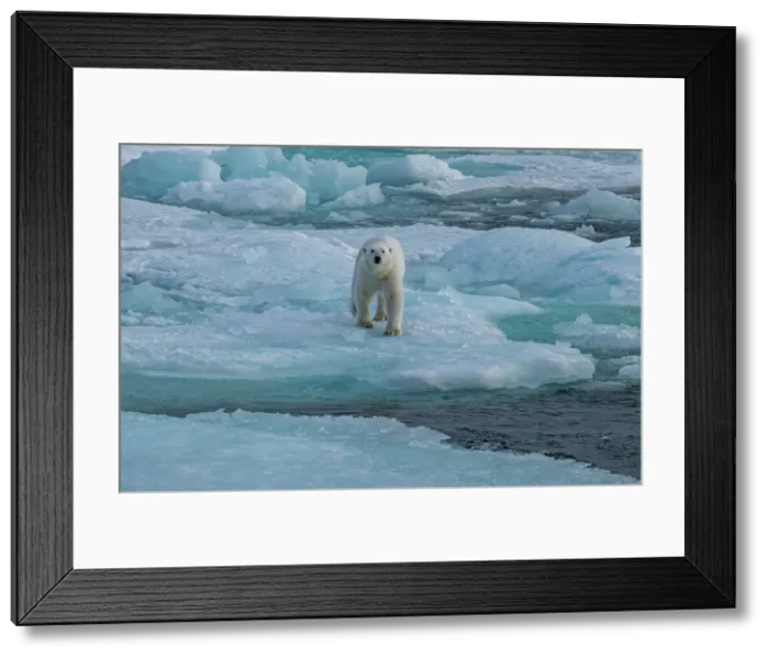 Framed Print : Polar bear (Ursus Maritimus) on Axel Heiberg island, Nunavut, Canadian Arctic, Canada, North America