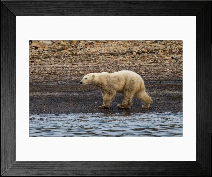 Framed Print : Polar bear (Ursus Maritimus) on Axel Heiberg island, Nunavut, Canadian Arctic, Canada, North America