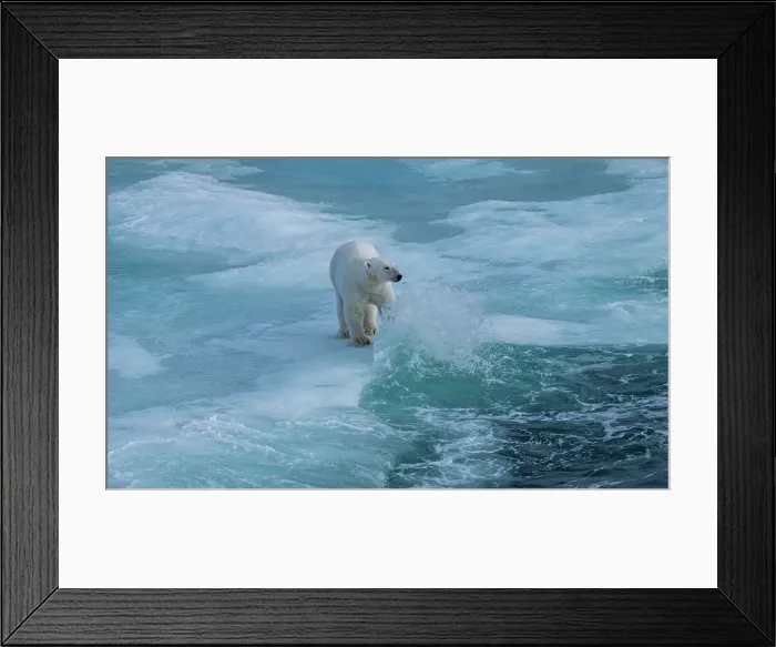 Framed Print : Polar bear (Ursus Maritimus) on Axel Heiberg island, Nunavut, Canadian Arctic, Canada, North America