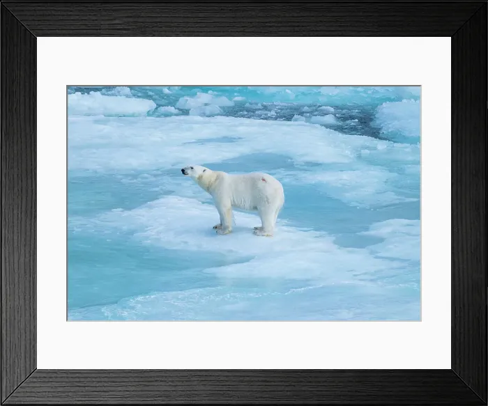 Framed Print : Polar bear (Ursus Maritimus) on Axel Heiberg island, Nunavut, Canadian Arctic, Canada, North America Framed Print : Polar bear (Ursus Maritimus) on Axel Heiberg island, Nunavut, Canadian Arctic, Canada, North America