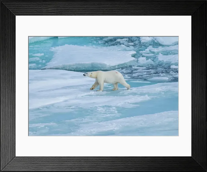 Framed Print : Polar bear (Ursus Maritimus) on Axel Heiberg island, Nunavut, Canadian Arctic, Canada, North America Framed Print : Polar bear (Ursus Maritimus) on Axel Heiberg island, Nunavut, Canadian Arctic, Canada, North America