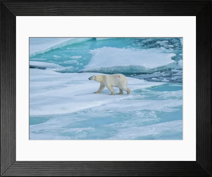 Framed Print : Polar bear (Ursus Maritimus) on Axel Heiberg island, Nunavut, Canadian Arctic, Canada, North America