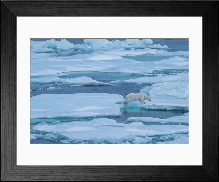 Framed Print : Polar bear (Ursus Maritimus) on Axel Heiberg island, Nunavut, Canadian Arctic, Canada, North America