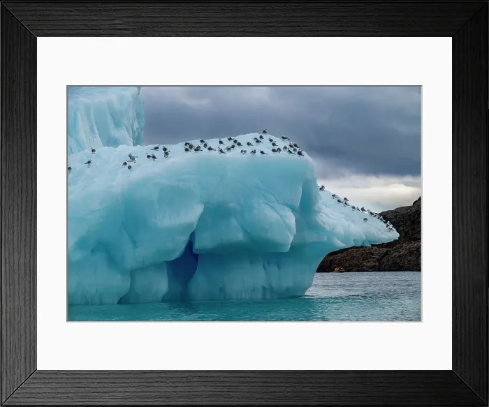 Framed Print : Arctic birds on an Iceberg on Belcher island, Devon island, Nunavut, Canadian Arctic, Canada, North America Framed Print : Arctic birds on an Iceberg on Belcher island, Devon island, Nunavut, Canadian Arctic, Canada, North America