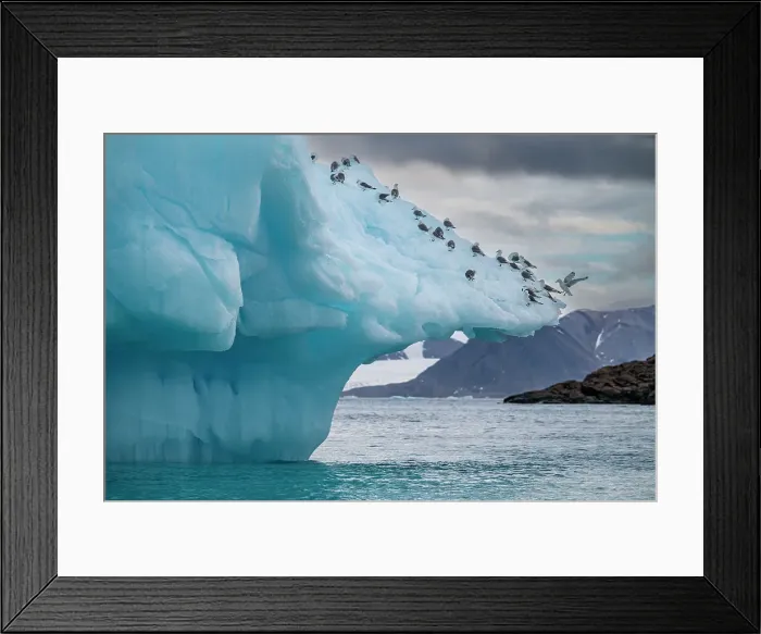 Framed Print : Arctic birds on an Iceberg on Belcher island, Devon island, Nunavut, Canadian Arctic, Canada, North America