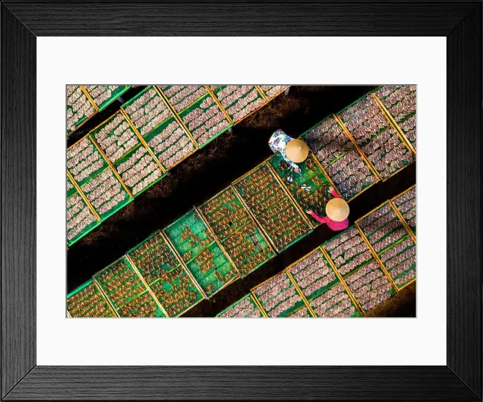 Framed Print : Drying fish in Vung Tau, Vietnam, Indochina, Southeast Asia, Asia Framed Print : Drying fish in Vung Tau, Vietnam, Indochina, Southeast Asia, Asia