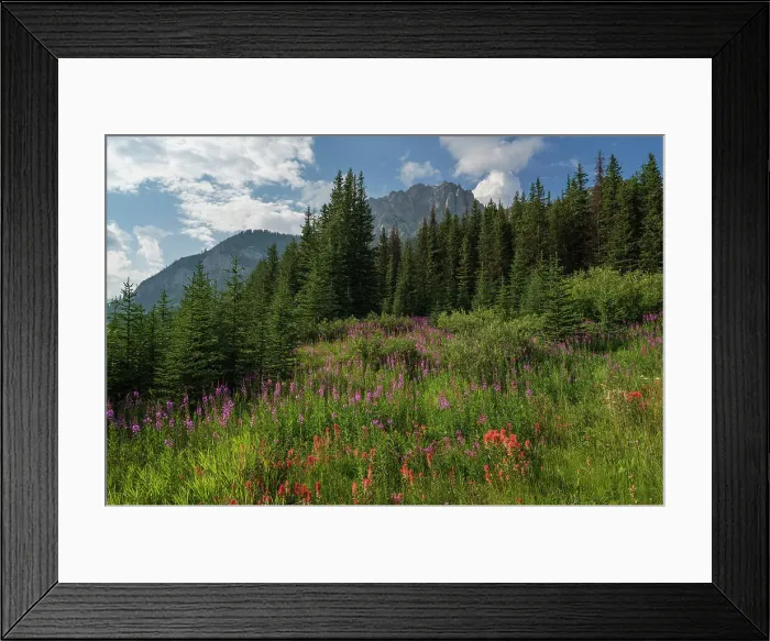 Framed Print : Wildflowers in an alpine meadow, Alpine Paintbrush, Fireweed, Canadian Rockies, Alberta, Canada, North America Framed Print : Wildflowers in an alpine meadow, Alpine Paintbrush, Fireweed, Canadian Rockies, Alberta, Canada, North America
