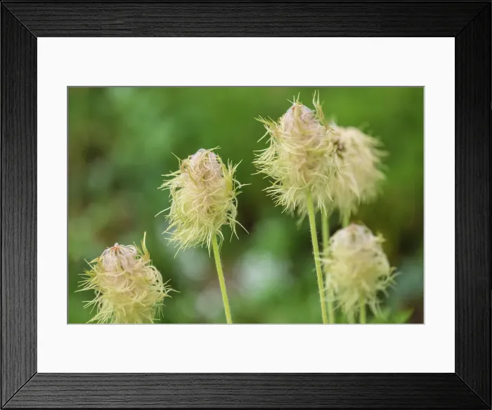 Framed Print : Pasqueflower seedheads (Anemone occidentalis) in its subalpine environment, Canadian Rockies, Canada, North America Framed Print : Pasqueflower seedheads (Anemone occidentalis) in its subalpine environment, Canadian Rockies, Canada, North America