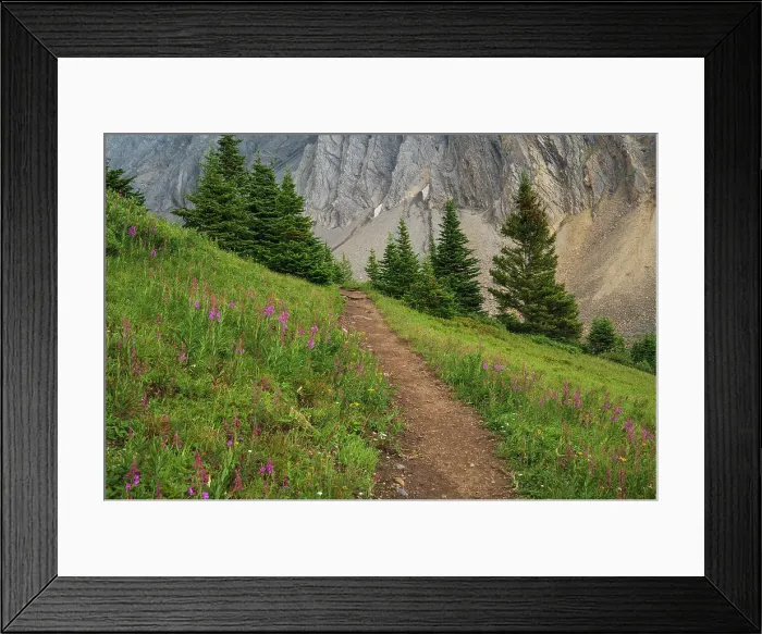 Framed Print : Alpine wildflower meadows with fireweed (Chamaenerion angustifolium) along the Ptarmigan Cirque Trail in summer, Kananaskis Country, Alberta, Canadian Rockies, Canada, North America Framed Print : Alpine wildflower meadows with fireweed (Chamaenerion angustifolium) along the Ptarmigan Cirque Trail in summer, Kananaskis Country, Alberta, Canadian Rockies, Canada, North America