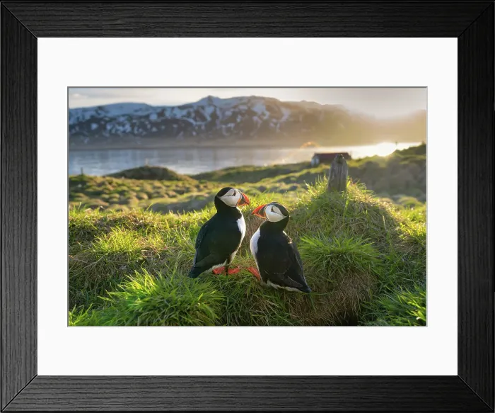 Framed Print : A pair of Atlantic Puffins (Fratercula arctica), on a hilltop in Borgarfjaroarhofn, Iceland, Polar Regions Framed Print : A pair of Atlantic Puffins (Fratercula arctica), on a hilltop in Borgarfjaroarhofn, Iceland, Polar Regions