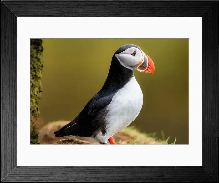 Framed Print : An Atlantic Puffin (Fratercula arctica), in Borgarfjaroarhofn, Iceland, Polar Regions Framed Print : An Atlantic Puffin (Fratercula arctica), in Borgarfjaroarhofn, Iceland, Polar Regions