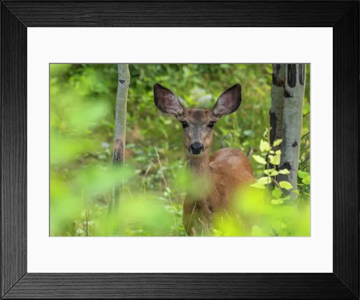 Framed Print : Mule Deer Doe (Odocoileus hemionus) in the summer forest, Kananaskis, Alberta, Canada, North America Framed Print : Mule Deer Doe (Odocoileus hemionus) in the summer forest, Kananaskis, Alberta, Canada, North America