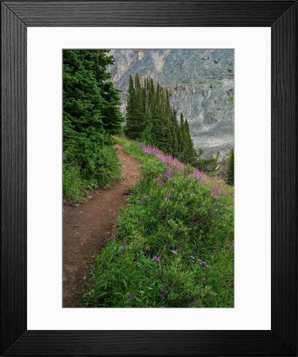 Framed Print : Alpine wildflower meadows along the Ptarmigan Cirque Trail in summer, Kananaskis Country, Alberta, Canadian Rockies, Canada, North America