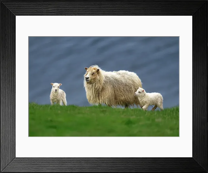 Framed Print : An Icelandic sheep (Ovis aries), with its lambs on a cliff in Westman Islands, Iceland, Polar Regions