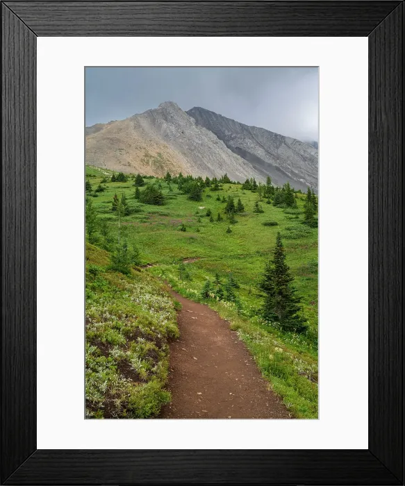 Framed Print : Alpine wildflower meadows along the Ptarmigan Cirque Trail in summer, Mount Rae, Kananaskis Country, Alberta, Canadian Rockies, Canada, North America Framed Print : Alpine wildflower meadows along the Ptarmigan Cirque Trail in summer, Mount Rae, Kananaskis Country, Alberta, Canadian Rockies, Canada, North America