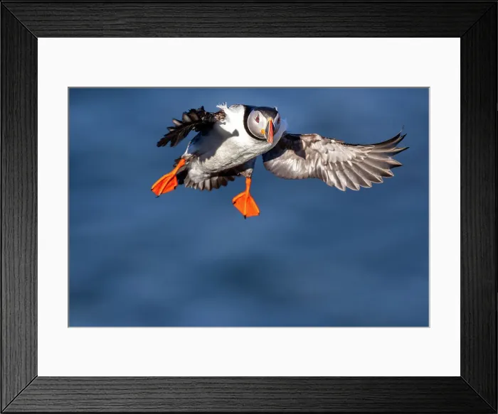 Framed Print : An Atlantic Puffin (Fratercula arctica), in flight in Borgarfjaroarhofn, Iceland, Polar Regions Framed Print : An Atlantic Puffin (Fratercula arctica), in flight in Borgarfjaroarhofn, Iceland, Polar Regions