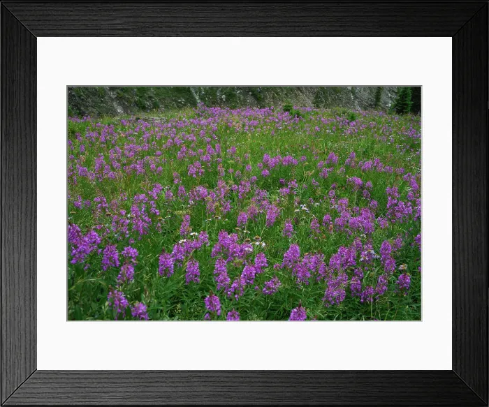 Framed Print : Alpine wildflower meadows with fireweed (Chamaenerion angustifolium) along the Ptarmigan Cirque Trail in summer, Kananaskis Country, Alberta, Canadian Rockies, Canada, North America Framed Print : Alpine wildflower meadows with fireweed (Chamaenerion angustifolium) along the Ptarmigan Cirque Trail in summer, Kananaskis Country, Alberta, Canadian Rockies, Canada, North America