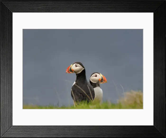 Framed Print : A pair of Atlantic Puffins (Fratercula arctica), on a cliff edge in Westman Islands, Iceland, Polar Regions Framed Print : A pair of Atlantic Puffins (Fratercula arctica), on a cliff edge in Westman Islands, Iceland, Polar Regions