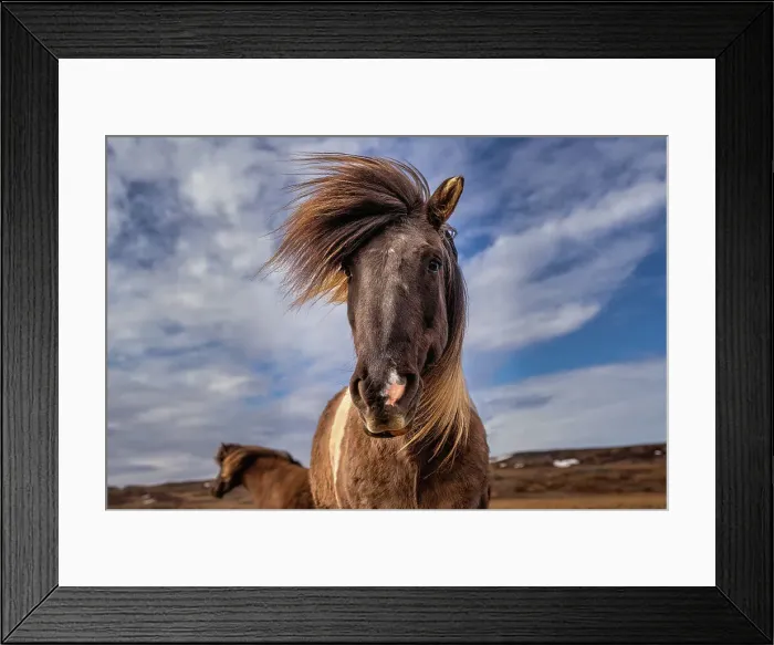 Framed Print : An Icelandic horse (Equus ferus caballus), looking down at the camera, Iceland, Polar Regions
