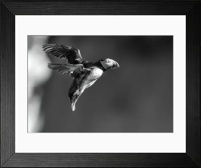 Framed Print : Black and whilte image of an Atlantic Puffin (Fratercula arctica), after having jumped from a cliff edge in Borgarfjaroarhofn, Iceland, Polar Regions