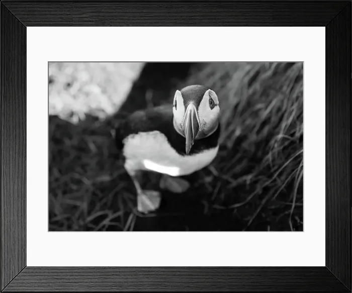 Framed Print : Black and white image of an Atlantic Puffin, Fratercula arctica, in Borgarfjaroarhofn, Iceland, Polar Regions Framed Print : Black and white image of an Atlantic Puffin, Fratercula arctica, in Borgarfjaroarhofn, Iceland, Polar Regions