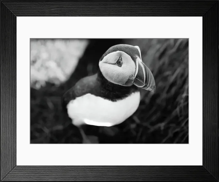 Framed Print : Black and white image of an Atlantic Puffin (Fratercula arctica), in Borgarfjaroarhofn, Iceland, Polar Regions Framed Print : Black and white image of an Atlantic Puffin (Fratercula arctica), in Borgarfjaroarhofn, Iceland, Polar Regions