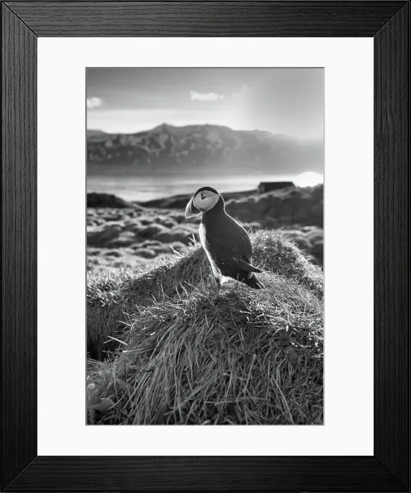 Framed Print : Black and white image of an Atlantic Puffin (Fratercula arctica), at sunset in Borgarfjaroarhofn, Iceland, Polar Regions Framed Print : Black and white image of an Atlantic Puffin (Fratercula arctica), at sunset in Borgarfjaroarhofn, Iceland, Polar Regions