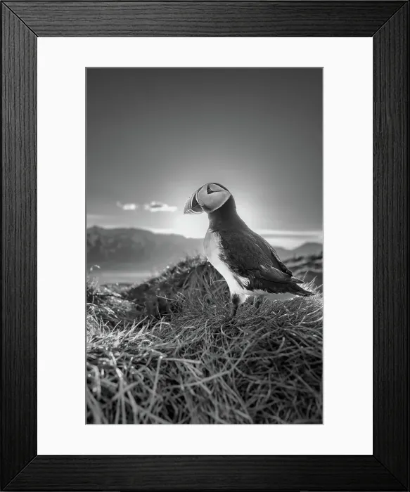 Framed Print : Black and white image of an Atlantic Puffin (Fratercula arctica), at sunset in Borgarfjaroarhofn, Iceland, Polar Regions