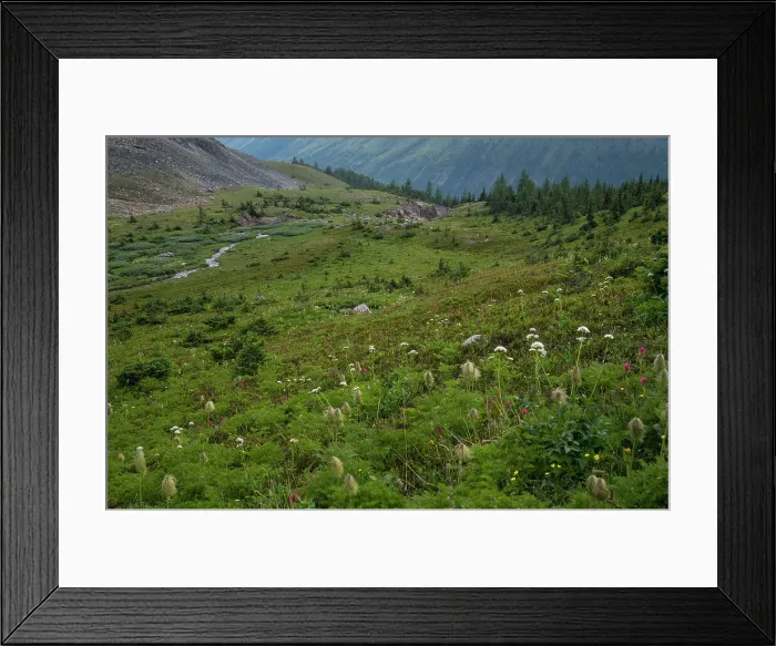 Framed Print : Alpine wildflower meadows along the Ptarmigan Cirque Trail in summer, Kananaskis Country, Alberta, Canadian Rockies, Canada, North America Framed Print : Alpine wildflower meadows along the Ptarmigan Cirque Trail in summer, Kananaskis Country, Alberta, Canadian Rockies, Canada, North America